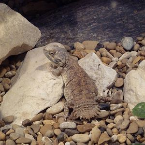Children's Zoo - Shield-Tailed Agama
