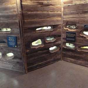 Children's Zoo - Naked Mole Rat Exhibit