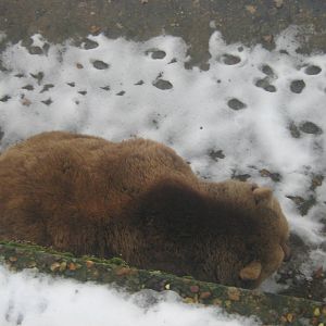 European Brown Bear.
