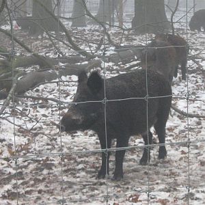 Wild Boar.