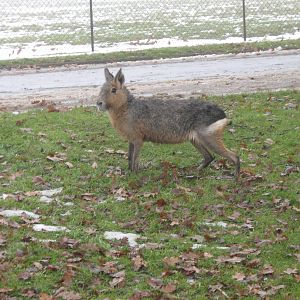 Patagonian Mara.