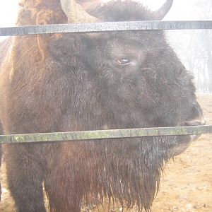 European Bison.