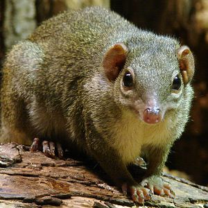 Tupaia belangeri / Northern tree shrew