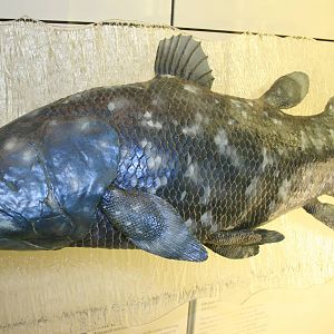 Coelacanth; Tring Zoological Museum; 30th December 2010