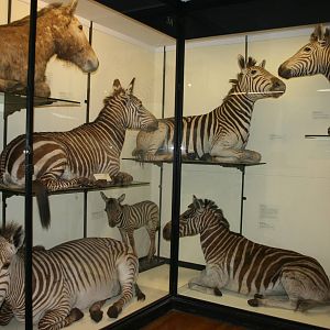 Corner of equid cabinet; Tring Zoological Museum; 30th December 2010