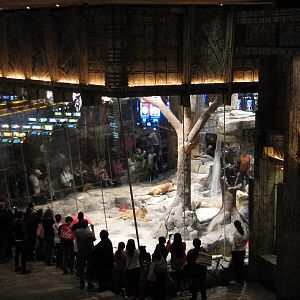 MGM Grand Lion Habitat - Overview from Casino