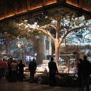 MGM Grand Lion Habitat - Viewing Area
