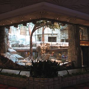 MGM Grand Lion Habitat - Viewing Area