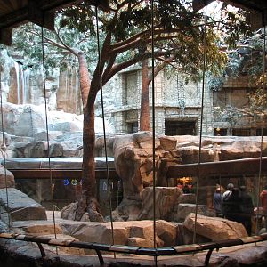 MGM Grand Lion Habitat - Viewing Window