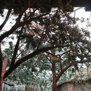 MGM Grand Lion Habitat - Simulated Tree Canopy and Skylight
