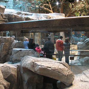 MGM Grand Lion Habitat - Viewing Tunnel