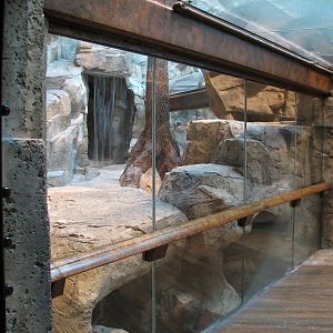 MGM Grand Lion Habitat - Viewing Tunnel