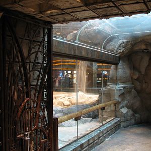 MGM Grand Lion Habitat - Viewing Tunnel