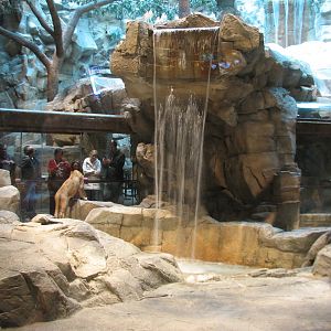 MGM Grand Lion Habitat - Lower Waterfall
