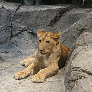 MGM Grand Lion Habitat - African Lion