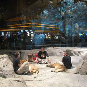 MGM Grand Lion Habitat - Direct Contact