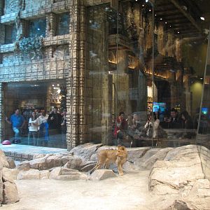 MGM Grand Lion Habitat - Gift Shop Window Beyond