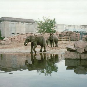 Berlin Tierpark 1995 - African Elephants
