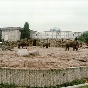 Berlin Tierpark 1995 - Asiatic Elephant exhibit
