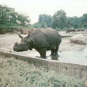 Berlin Tierpark 1995 - Indian Rhinoceros