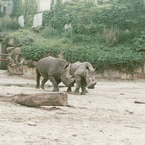 Berlin Tierpark 1995 - White Rhinoceros