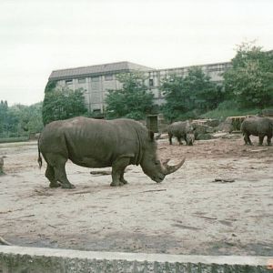 Berlin Tierpark 1995 - White Rhinoceros exhibit