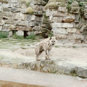 Berlin Tierpark 1995 - Spotted Hyena