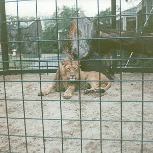 Berlin Tierpark 1995 - Male Asiatic Lion