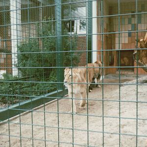 Berlin Tierpark 1995 - Asiatic Lion couple