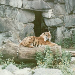 Berlin Tierpark 1995 - Sumatran Tiger