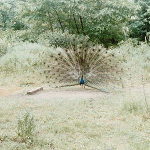 Berlin Tierpark 1995 - Free-ranging Peacocks