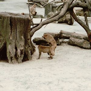 Berlin Tierpark 1995 - Barbary Macaque love scene
