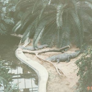 Berlin Tierpark 1995 - Crocodile Hall exhibit