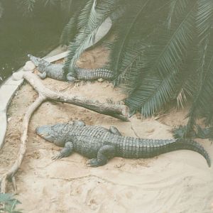 Berlin Tierpark 1995 - American Alligator and American Crocodile