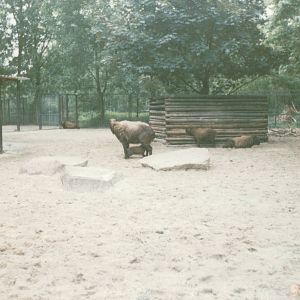 Berlin Tierpark 1995 - Mishmi Takin exhibit