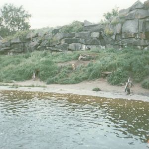 Berlin Tierpark 1995 - Humboldt Penguin exhibit