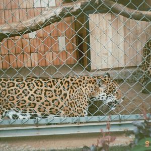 Tierpark Berlin 1995 - Jaguar