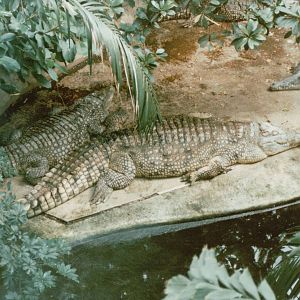 Berlin Zoo 1995 - Mixed Crocodile exhibit