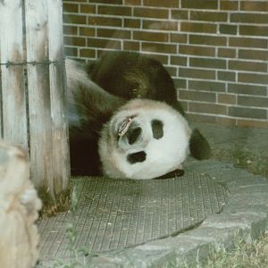 Berlin Zoo 1995 - Bao Bao the Giant Panda