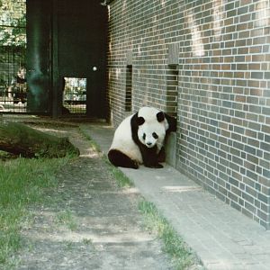 Berlin Zoo 1995 - Bao Bao the Giant Panda