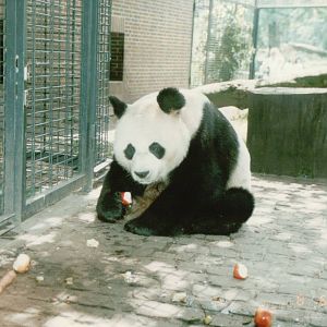 Berlin Zoo 1995 - Bao Bao the Giant Panda
