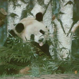 Berlin Zoo 1995 - Yan Yan the Giant Panda