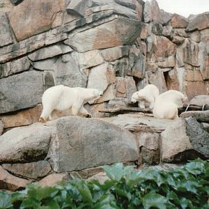Berlin Zoo 1995 - The smaller Polar Bear exhibit
