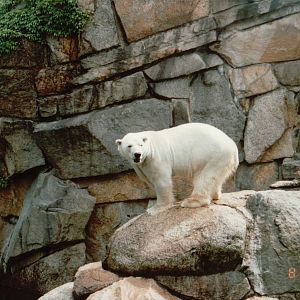 Berlin Zoo 1995 - Polar Bear in the smaller exhibit