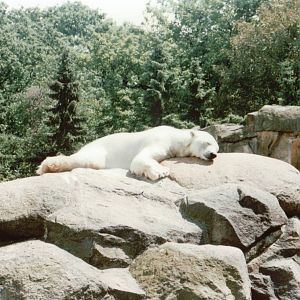 Berlin Zoo 1995 - Polar Bear