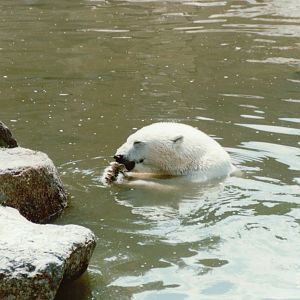 Berlin Zoo 1995 - Polar Bear