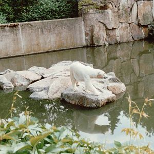 Berlin Zoo 1995 - Polar Bear