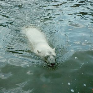 Berlin Zoo 1995 - Polar Bear swimming towards the glass