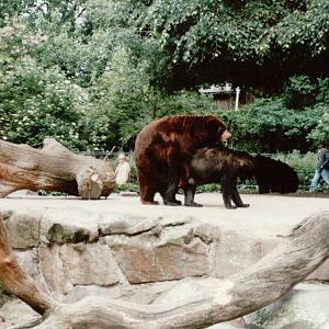 Berlin Zoo 1995 - American Black Bears mating