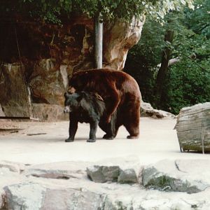 Berlin Zoo 1995 - American Black Bears mating
